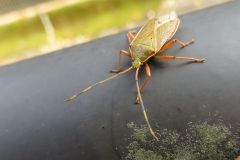 クヌギカメムシ
