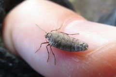 フユシャクの一種