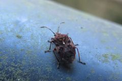 ムラサキナガカメムシ