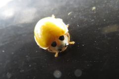 キイロテントウ