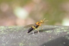 ナガコバチ科の一種