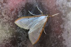 マエアカスカシノメイガ
