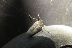 フユシャクの一種