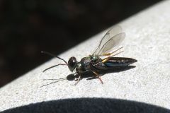 ナガコバチの一種