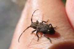アトモンサビカミキリ