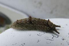 ゴマダラチョウの幼虫