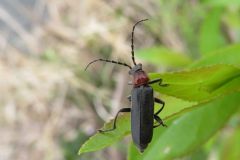クビアカジョウカイ
