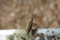 カシワクチブトゾウムシ