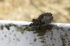 ノコギリヒラタカメムシ