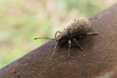 ケブカクチブトゾウムシ