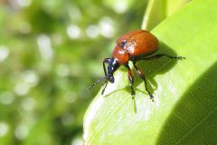 アシナガオトシブミ