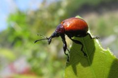アシナガオトシブミ