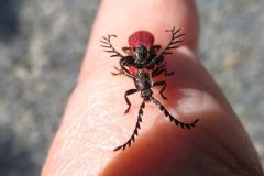 カクムネベニボタル