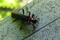 クビアカジョウカイ