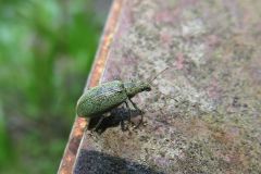 クチブトヒゲボソゾウムシ