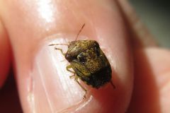 ミヤマカメムシの一種