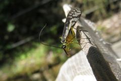 ホソマダラシリアゲ