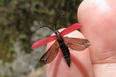 カクムネベニボタル