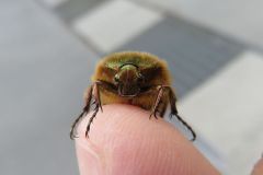 ナミハナムグリ