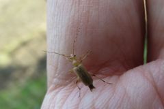 チャイロヒメハナカミキリ