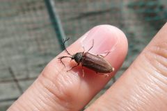 ヒゲナガハナノミ