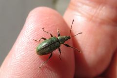 ケブカトゲアシヒゲボソゾウムシ