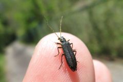 モモブトカミキリモドキ