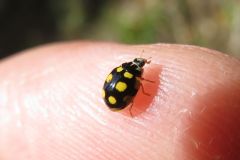 ウスキホシテントウ