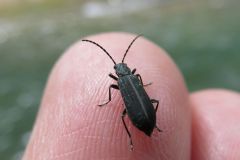 アオグロカミキリモドキ