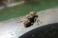 アトモンサビカミキリ