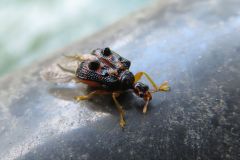 ヒメゴマダラオトシブミ