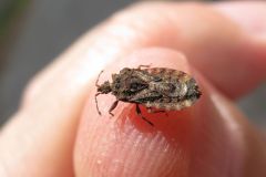 イボヒラタカメムシ