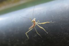 カマキリの幼虫