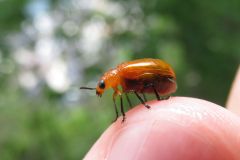 キイロナガツツハムシ