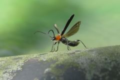 クビアカモモブトホソカミキリ
