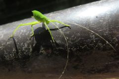 クダマキモドキの幼虫