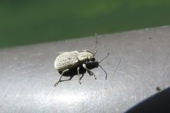 ニホンケブカサルハムシ