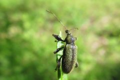 ケブカトゲアシヒゲボソゾウムシ