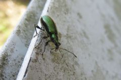 ケブカトゲアシヒゲボソゾウムシ
