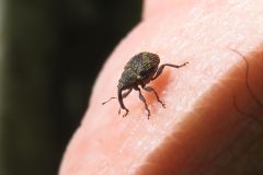 キイチゴトゲサルゾウムシ