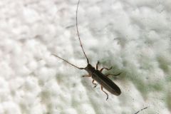 キクスイモドキカミキリ