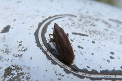 スジコガシラウンカ