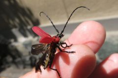 ベニカミキリ