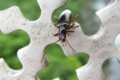 フジナガハムシダマシ