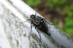 ヒラタハナムグリ