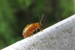 キイロクワハムシ