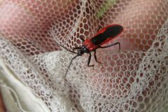 クロバアカサシガメ