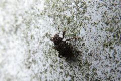 マツノシラホシゾウムシ