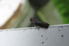 ヒシウンカの一種