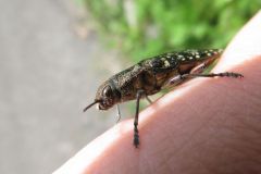 アオマダラタマムシ